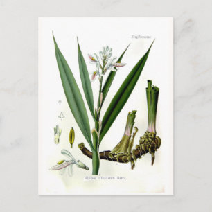 Alpinia officinarum (Galangal) Postcard