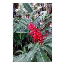 Alpinia purpurata 1