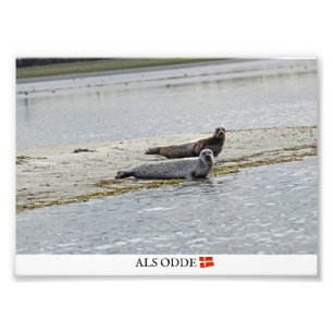 Als Odde/Denmark Seals Photo Print!