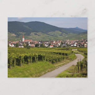 Alsace, France Postcard