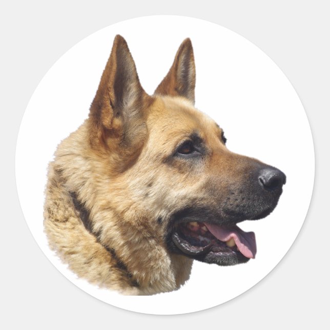 Alsatian German shepherd portrait Classic Round Sticker (Front)
