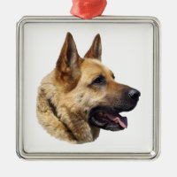 Alsatian German shepherd portrait