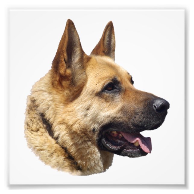 Alsatian German shepherd portrait Photo Print (Front)