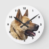Alsatian German shepherd portrait