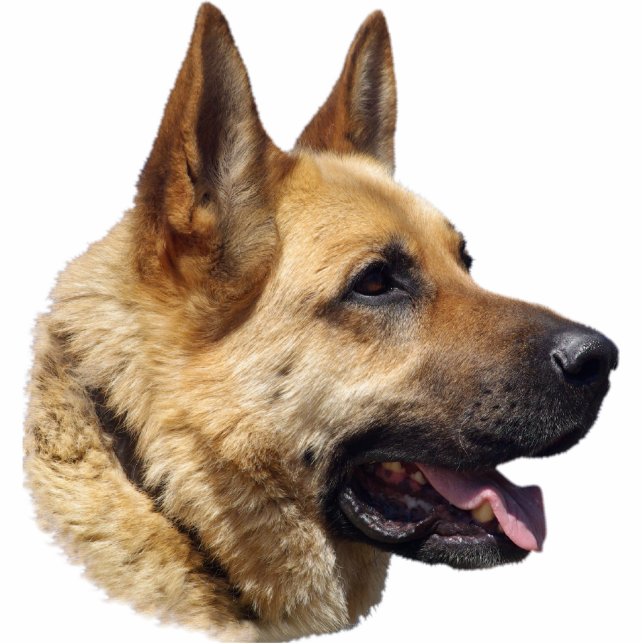 Alsatian German shepherd portrait Standing Photo Sculpture (Front)