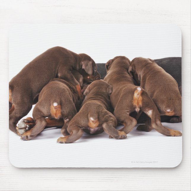 Also Doberman Pincher. Medium-sized domestic dog Mouse Mat (Front)