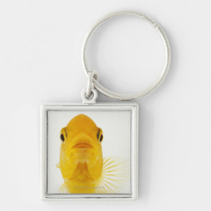 Also known as Comet-tailed goldfish. Hardy Key Ring