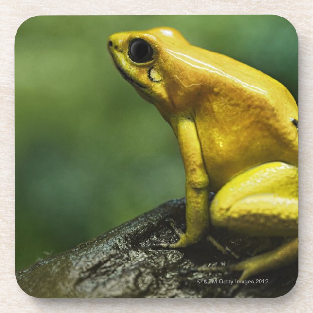 also known as Golden Dart Frog; endemic to the Coaster (Front)