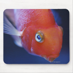 Also known as the Blood Parrot or Bloody Parrot. Mouse Mat