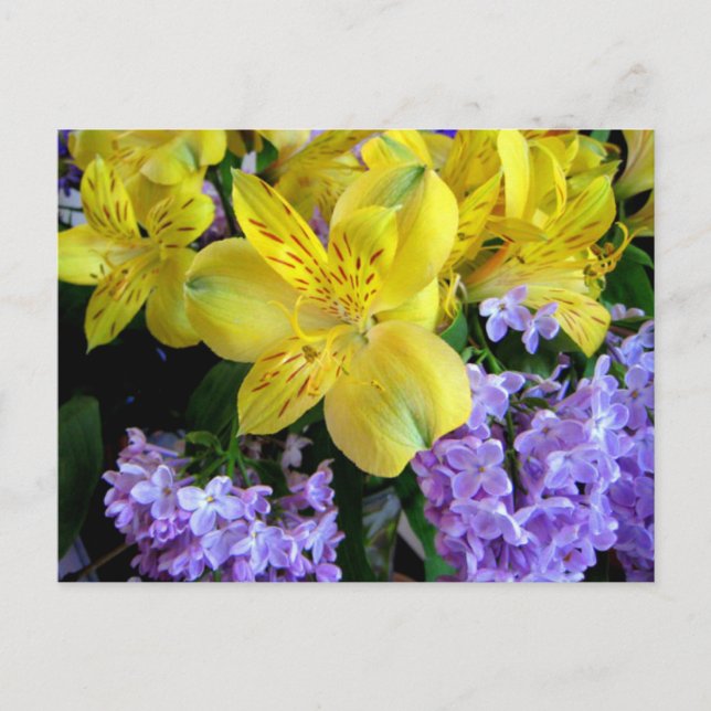 Alstroemeria and  Lilacs Flowers Postcard (Front)
