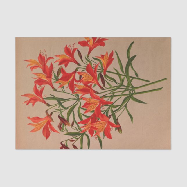 Alstroemeria Aurantiaca by Arentina Arendsen Tissue Paper (Front)