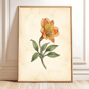 Alstroemeria Botanical Canvas Wall Art