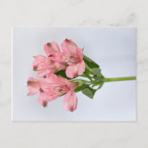 Alstroemeria Flowers