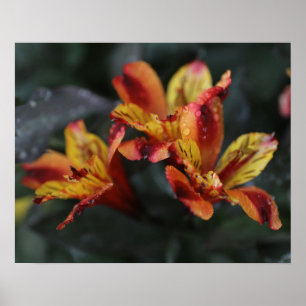 Alstroemeria Flowers Poster