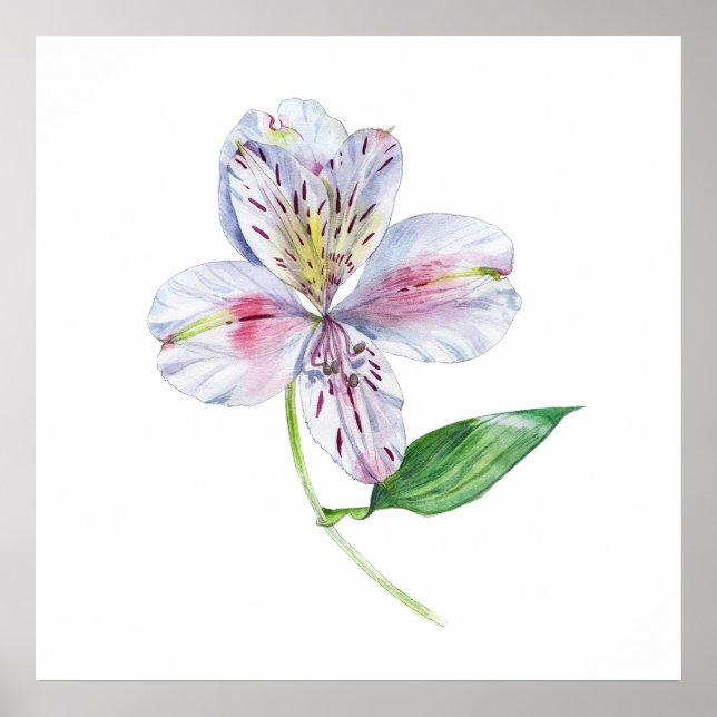 Alstroemeria Peruvian Lily Botanical Watercolor Poster (Front)