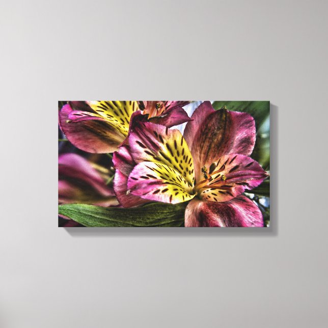 Alstroemeria Peruvian Lily flower Canvas Print (Front)