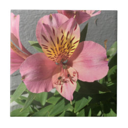 Alstroemeria Tile