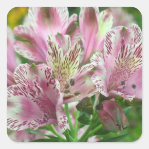 Alstromeria Peruvian Lilies Sticker