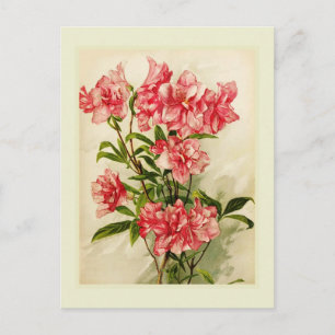 Alstromeria Postcard