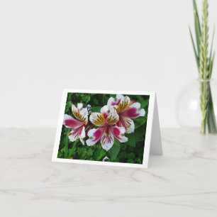 Alstromeria Princess lilies Holiday Card