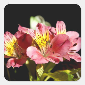 Alstromeria Square Sticker