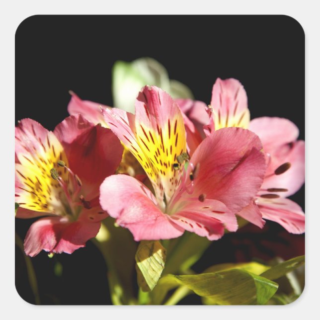 Alstromeria Square Sticker (Front)