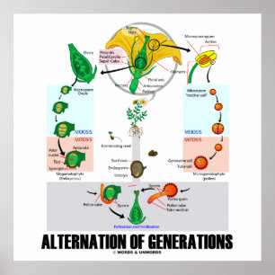 Alternation Of Generations (Flower Life Cycle) Poster