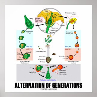 Alternation Of Generations (Flower Life Cycle) Poster