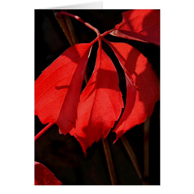 Alterra Vines (Front)