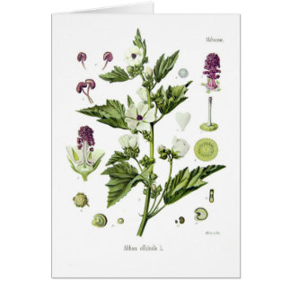 Althaea officinalis