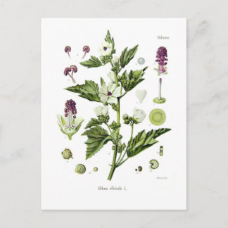 Althaea officinalis postcard