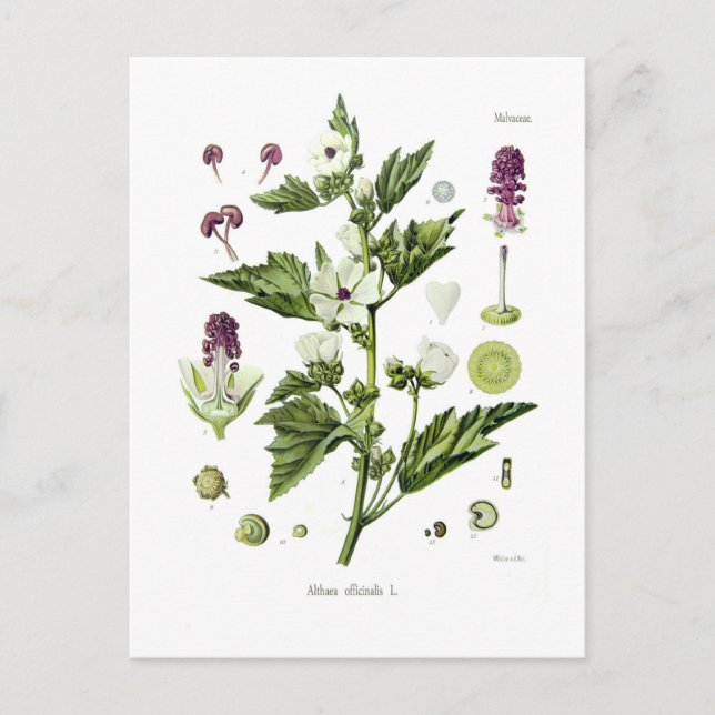 Althaea officinalis postcard (Front)