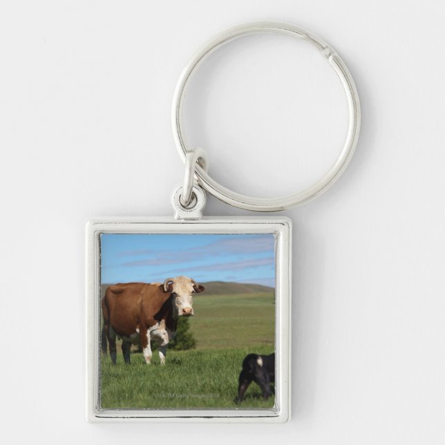 Although Cows and dogs are from different Key Ring (Front)