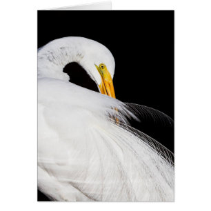 Always Egrets