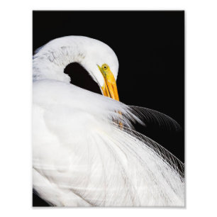 Always Egrets Photo Print