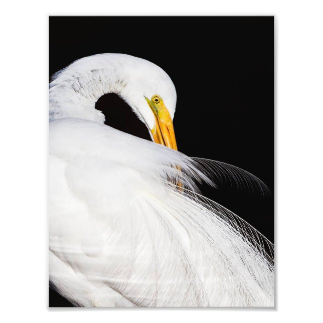 Always Egrets Photo Print (Front)