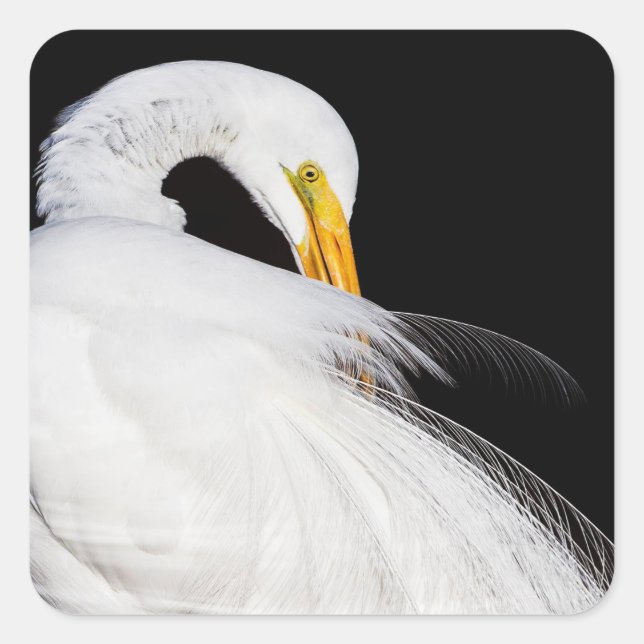Always Egrets Square Sticker (Front)