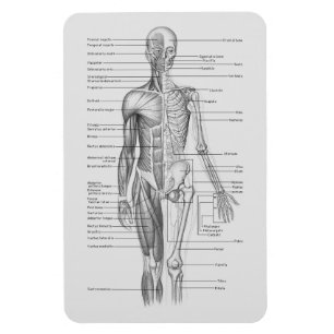 Always Learning: Human Body Anatomy Chart Magnet