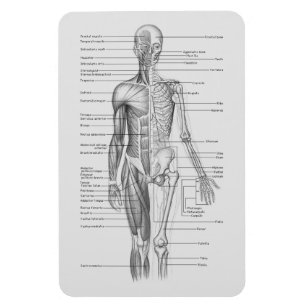 Always Learning: Human Body Anatomy Chart Magnet