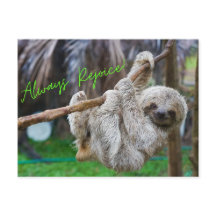Always Rejoice hanging sloth postcard