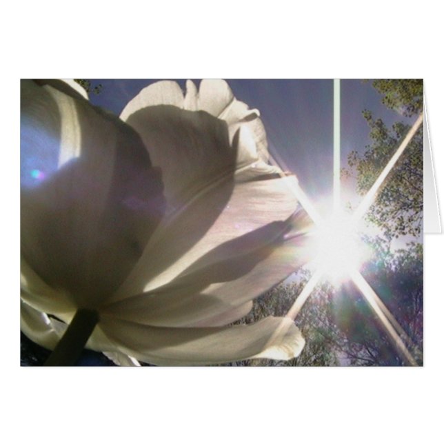 always towards the sunshine (Front Horizontal)