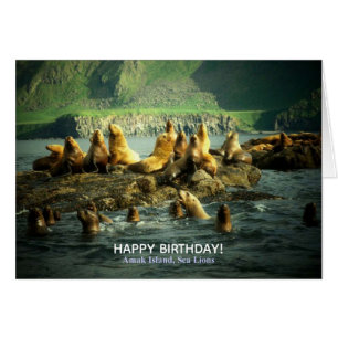 Amak Island Sea Lions Birthday