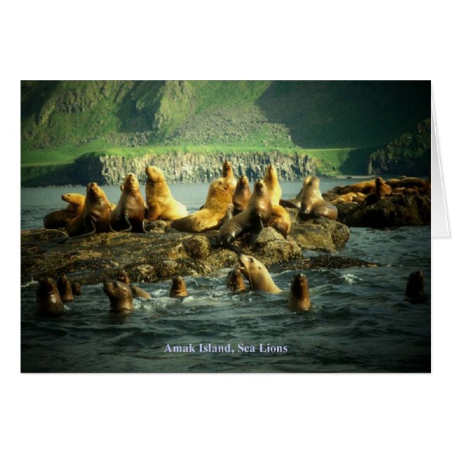 Amak Island Sea Lions Card (Front Horizontal)
