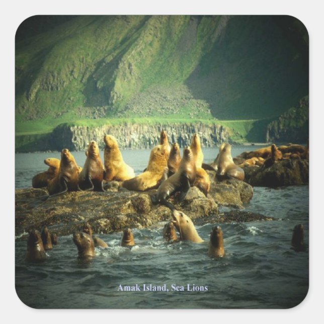 Amak Island Sea Lions Square Sticker (Front)