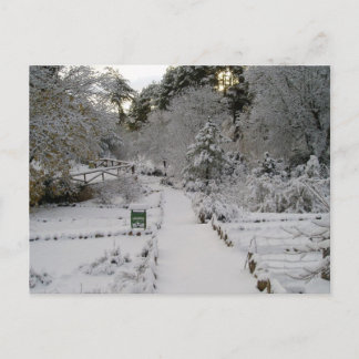 Amanecer Nevado Postcard