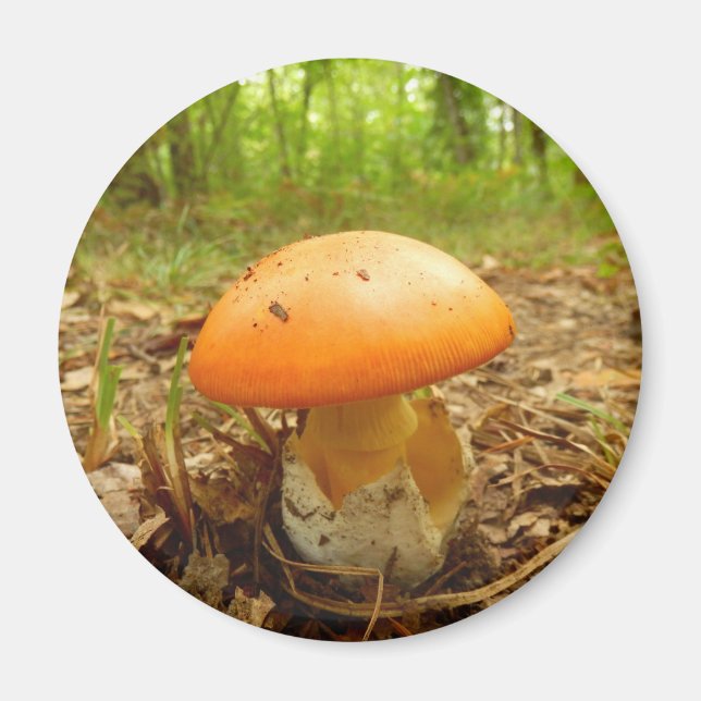 Amanita Caesarea Mushroom Magnet (Front)