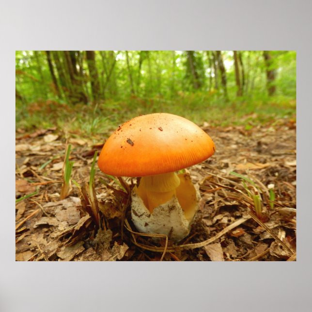 Amanita Caesarea Mushroom Poster (Front)