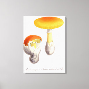 Amanita Caesaria from 'Phytographie Medicale' by J Canvas Print
