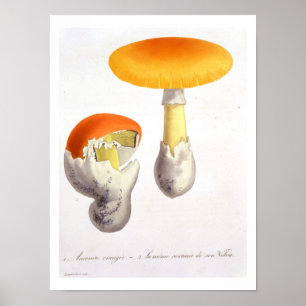 Amanita Caesaria from 'Phytographie Medicale' by J Poster