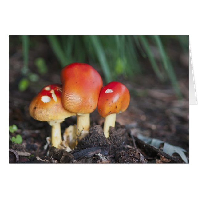 Amanita family mushroom (Front Horizontal)